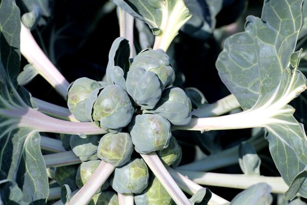 brussels sprouts, vegetables, brussels cabbage-455967.jpg