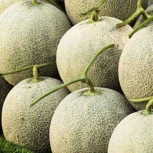 Cantaloupe